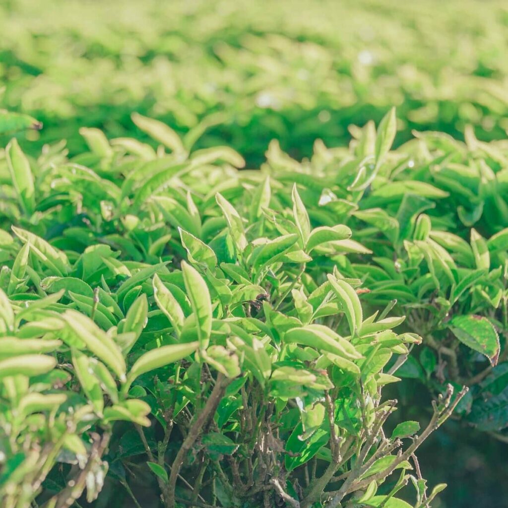 Tea leaves in a field